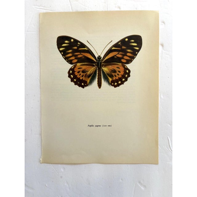 Up for sale is this gorgeous lithograph by F. Prochazka, published in Great Britain in 1965. It is in excellent, gently-...