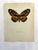 Up for sale is this gorgeous lithograph by F. Prochazka, published in Great Britain in 1965. It is in excellent, gently-...