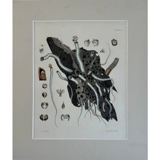 Original hand-colored engraving from illustrations of the "Land and Fresh Water Conchology of Great Britain and Ireland,"...