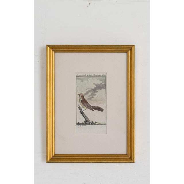 19th Century Set of Framed Avian / Bird Engravings For Sale In Houston - Image 6 of 11