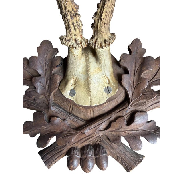 Cabin Roe Deer Trophy 237 Black Forest Antlers For Sale - Image 3 of 5