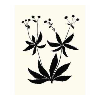 Sanicle, Giclée Print by Philippa Katz For Sale