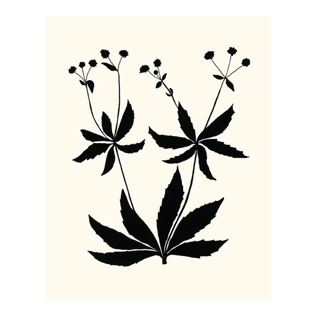 Sanicle, Giclée Print by Philippa Katz For Sale