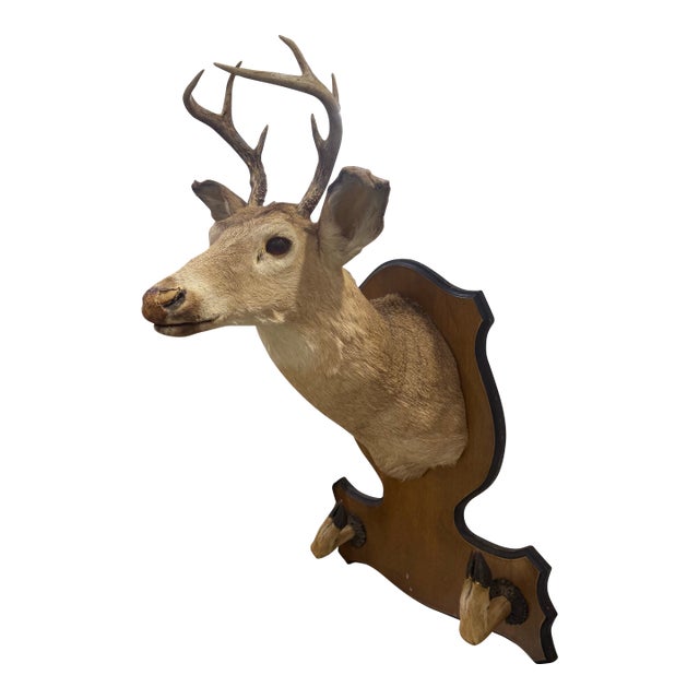 Whitetail Deer Head Shoulder Mount Taxidermy With Hoofs for Gun Holder 35x23 For Sale