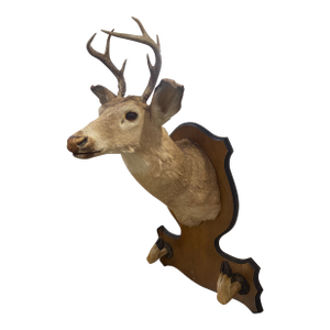 Whitetail Deer Head Shoulder Mount Taxidermy With Hoofs for Gun Holder 35x23