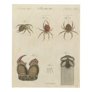 Bertuch, Garden Spider with Magnified Fangs, 1805, Print For Sale