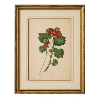 A.L., Two Stems with Red Flowers, 1819, Watercolor For Sale