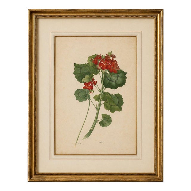 A.L., Two Stems with Red Flowers, 1819, Watercolor For Sale