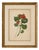 A.L., Two Stems with Red Flowers, 1819, Watercolor For Sale
