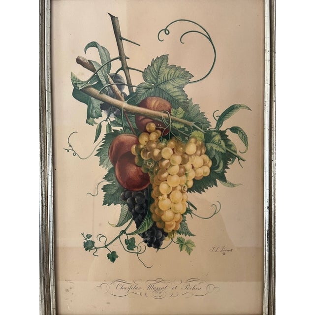 Mid 20th Century 1950s Set of 2 Botanical Lithographs After JL Prevost, Framed For Sale - Image 5 of 8