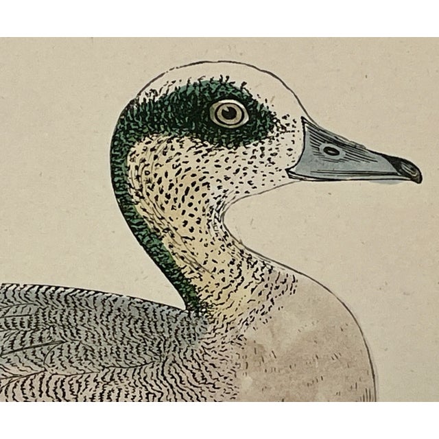 Antique Hand Tinted Bird Print From England Featuring an American Wigeon Duck - Circa 1888 For Sale - Image 4 of 12