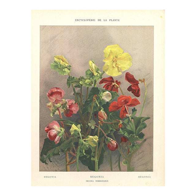 1903 Antique French Botanical Chromolithograph- BEGONIA-Documentation For Sale
