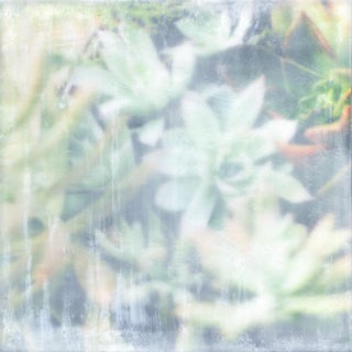 Succulents I Limited Edition Photo Encaustic For Sale