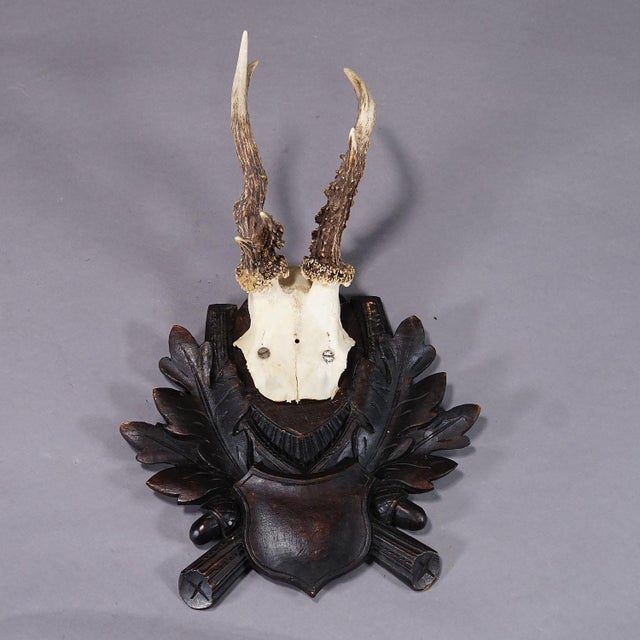 Rustic European Antique Black Forest Roe Deer Trophy on Carved Plaque For Sale - Image 3 of 4
