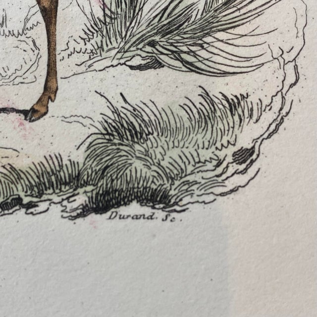 Tan French Antique 18th Century "La Biche" Deer Engraving Hand Colored Signed Artwork For Sale - Image 8 of 10