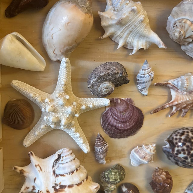 Wood Curated Marine Specimen Collection in a Hinged Natural Wood Shadow Box Vitrine For Sale - Image 7 of 12