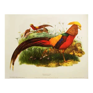 XL Magnificent Golden Pheasant by Daniel Giraud Elliot, Limited Edition Vintage Lithogravure
