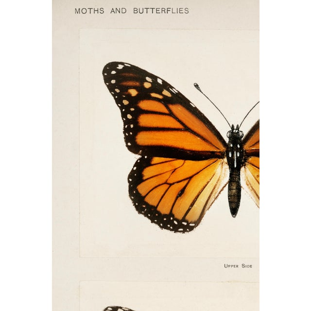 Monarch Butterfly (Danais archippus), vintage insect illustration from Moths and Butterflies of the United States (1900)...