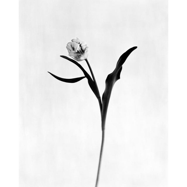 Tulip No.3 Analogue monochrome floral photography. London, United Kingdom 2026. Limited edition of 10. Printed on the...