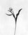 Tulip No.3 Analogue monochrome floral photography. London, United Kingdom 2026. Limited edition of 10. Printed on the...