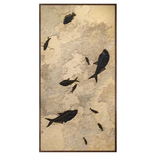 50 Million Year Old Fossil Fish Mural For Sale