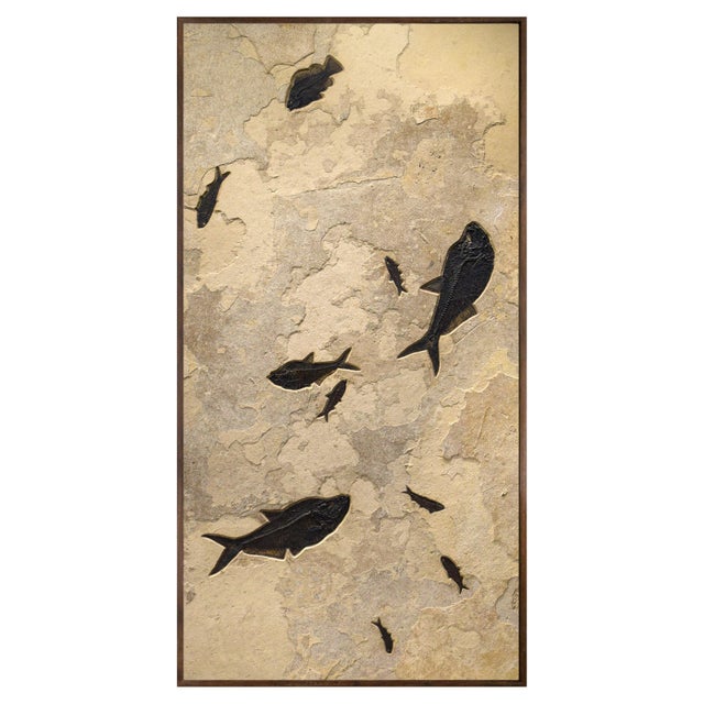 50 Million Year Old Fossil Fish Mural For Sale