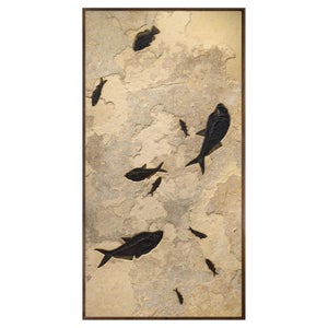 50 Million Year Old Fossil Fish Mural