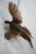 Cabin Taxidermy Pheasant in Mid Flight For Sale - Image 3 of 14