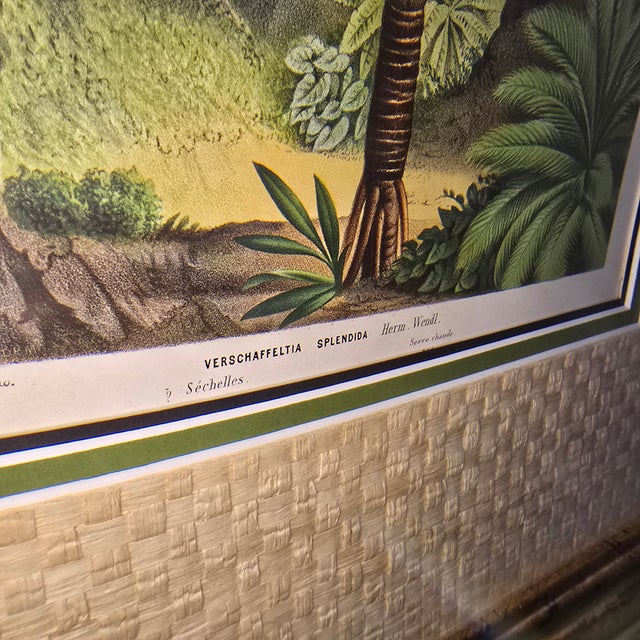 Wood 19th-Century Botanical Exotic Palm Chromolithographs – Verschaffeltia & Acanthophoenix, Museum Framed From L’Illustration Horticole, a Pair For Sale - Image 7 of 14