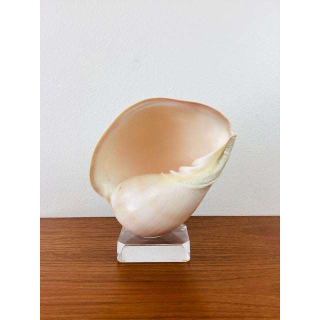 Shell Vintage Large Crowned Baler Sea Snail Shell on Lucite Base For Sale - Image 7 of 7