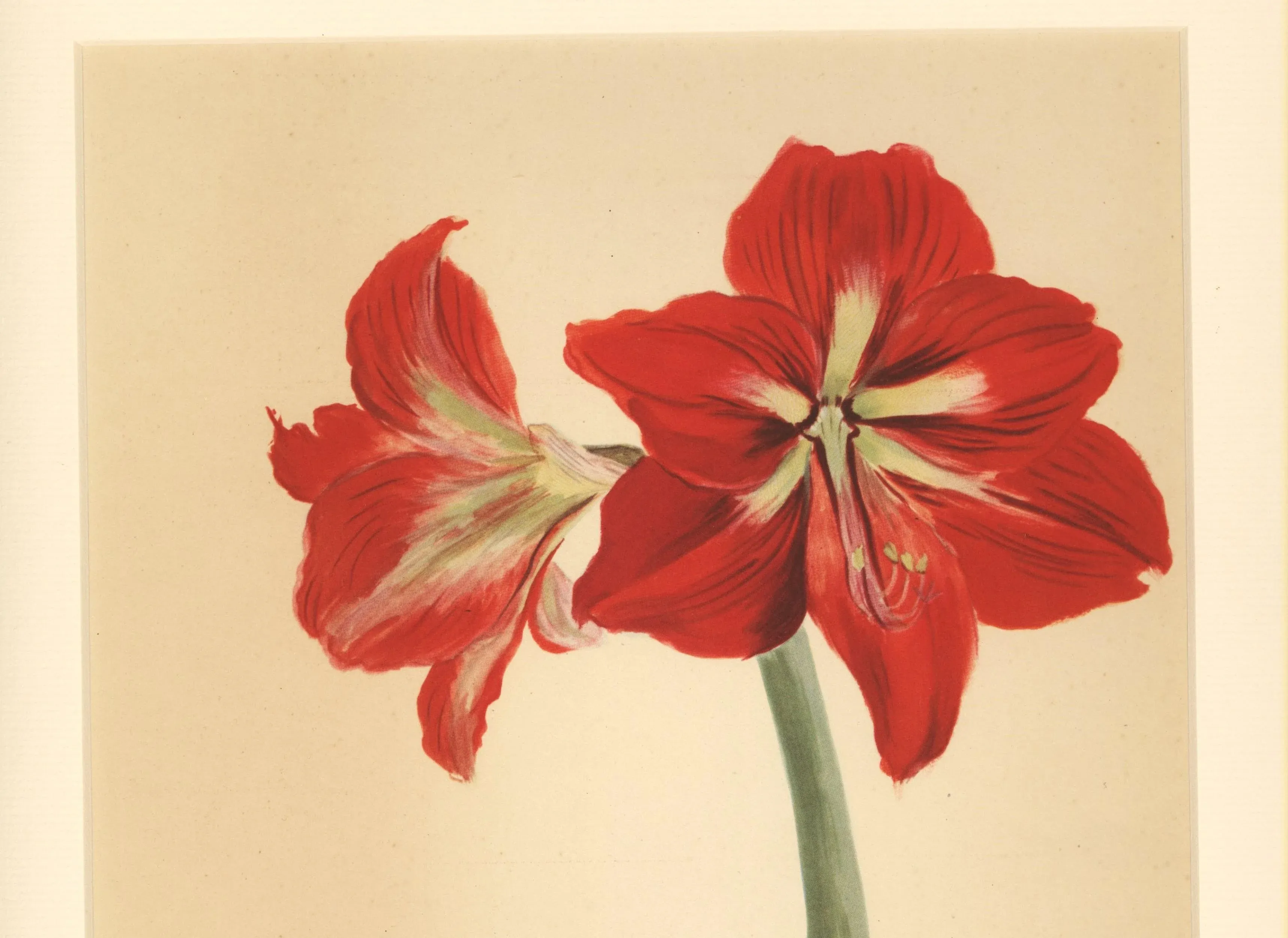 1940 French Botanical by Arlette Davids-Amaryllis, Matted | Chairish