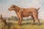 Single Print - This is for the exact light brown Hunting Dog print in the main photo. (18 available see other photos and...