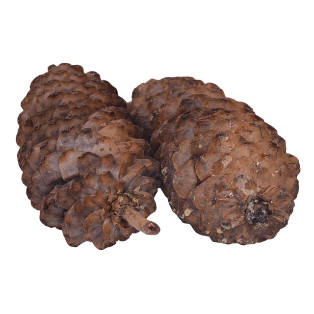 Natural 15" Jumbo Pine Cones For Sale In Chicago - Image 6 of 8