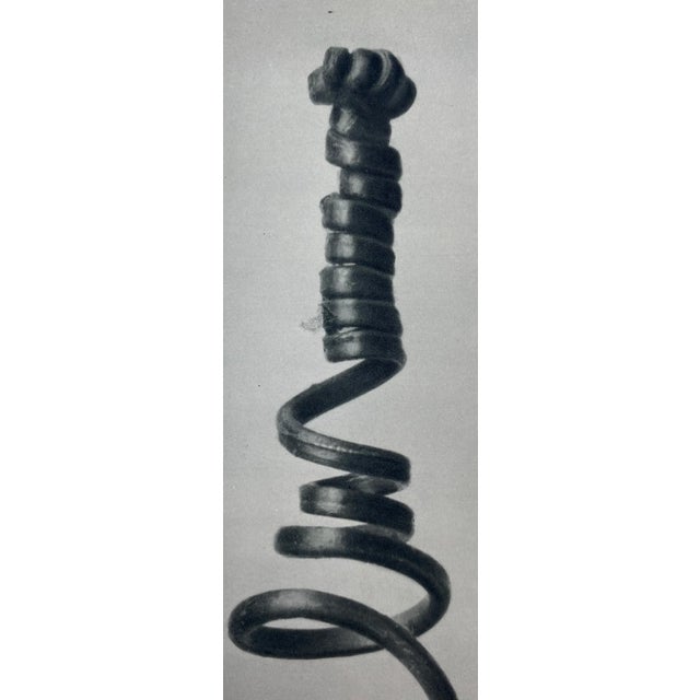 Exquisite Botanical photogravure from famed Urformen Der Kunst portfolio by Blossfeldt . Karl Blossfeldt (1865 - 1932) was...