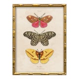 Vintage Butterfly Art Print (1), Framed For Sale