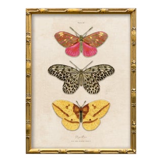 Vintage Butterfly Art Print (1), Framed For Sale