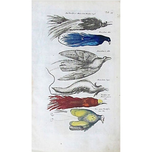 17th Century Italian Vintage Book Page, Birds, Colored Steel Engraving For Sale