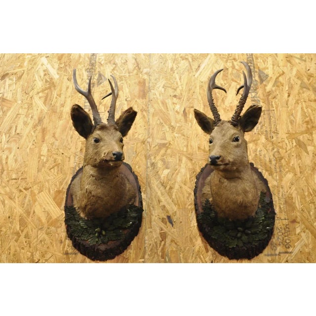 Vintage Taxidermy Deer Shoulder Mount Wall Decor With Metal Leaves (R&l) - a Pair For Sale - Image 12 of 12