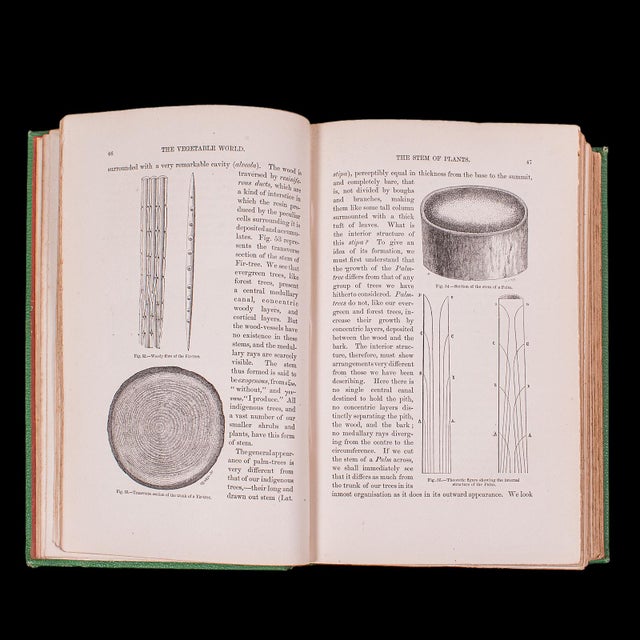 Antique Reference Book, the Vegetable World, English, Louis Figuier, Victorian For Sale - Image 6 of 12