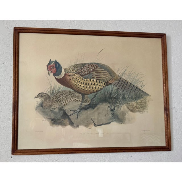 Includes "Phasianus Colchicus" and "Phasianus Torquatus" in matching wooden frames; both marked to bottom left corner "J....