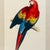 1960s French Ornithological Bird Lithographs Macaw & Toucan in Large Faux Bamboo Frames Reproduction Print - A Pair For Sale - Image 9 of 12