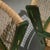 Green Green Lacquered Chestnut and Papercord I due forni Firenze Armchairs, Italy, Set of 2 For Sale - Image 8 of 10