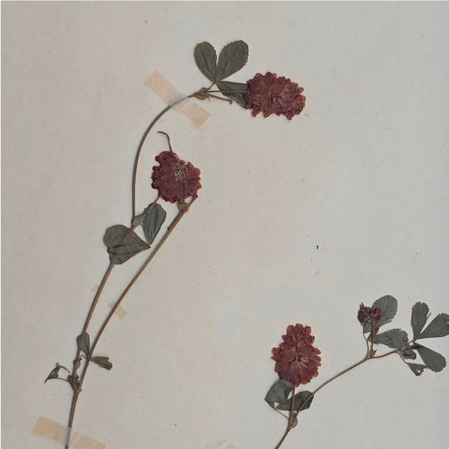 Glass Swiss Herbarium Panels from École Dagriculture de Grangeneuve, 1920s, Set of 4 For Sale - Image 7 of 18