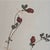 Glass Swiss Herbarium Panels from École Dagriculture de Grangeneuve, 1920s, Set of 4 For Sale - Image 7 of 18