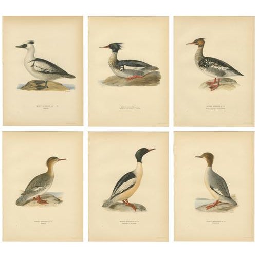 Antique Merganser Duck Lithographs Set of 6, Scandinavian Birds Sweden 1929 This refined set of six Scandinavian...