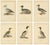 Antique Merganser Duck Lithographs Set of 6, Scandinavian Birds Sweden 1929 This refined set of six Scandinavian...