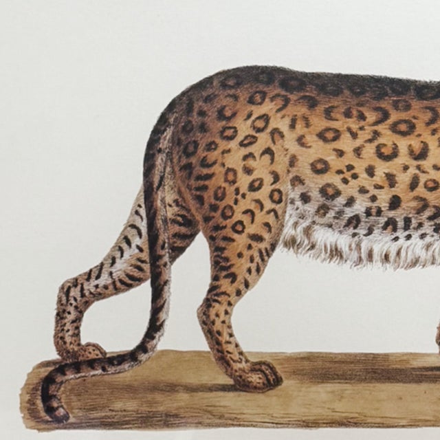 Mid 20th Century Vintage Framed "Der Panther" Lithograph Style Print in Black Faux Bamboo Frame For Sale - Image 5 of 8