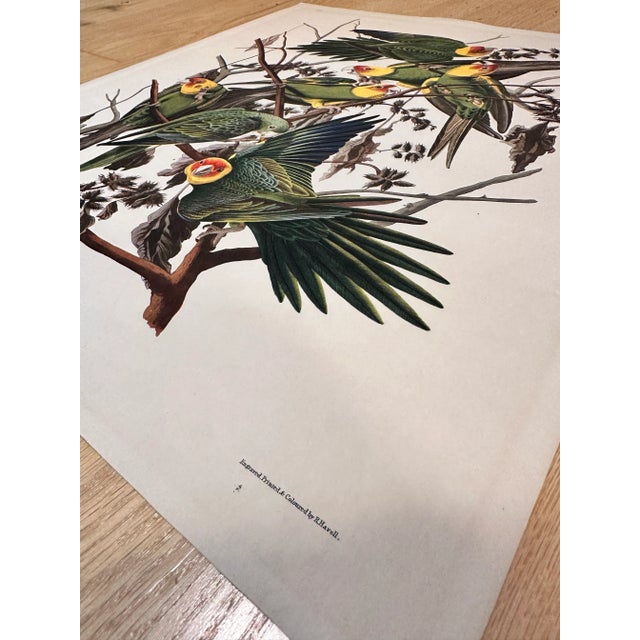 Mid 20th Century Mid 20th Century Vintage Audubon Carolina Parrots Plate XXVl Lithograph For Sale - Image 5 of 12