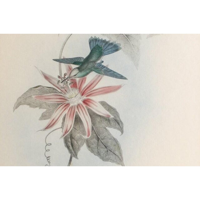 Antique "Thaumatias Nitidifrons" Original HandColored Lithograph by H