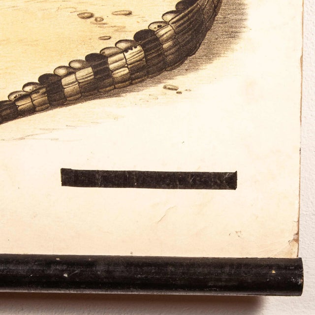 German Snake and Crocodile Educational Chart, 19th Century For Sale - Image 12 of 16